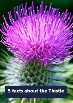 5 facts about the Thistle