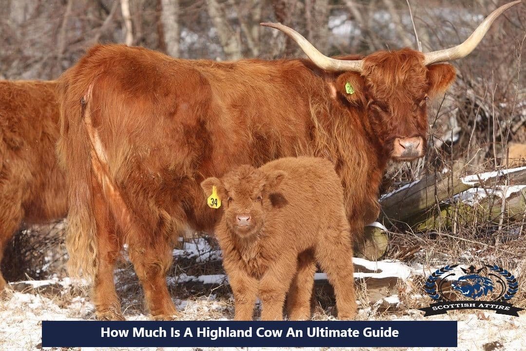 How Much Is A Scottish Highland Cow