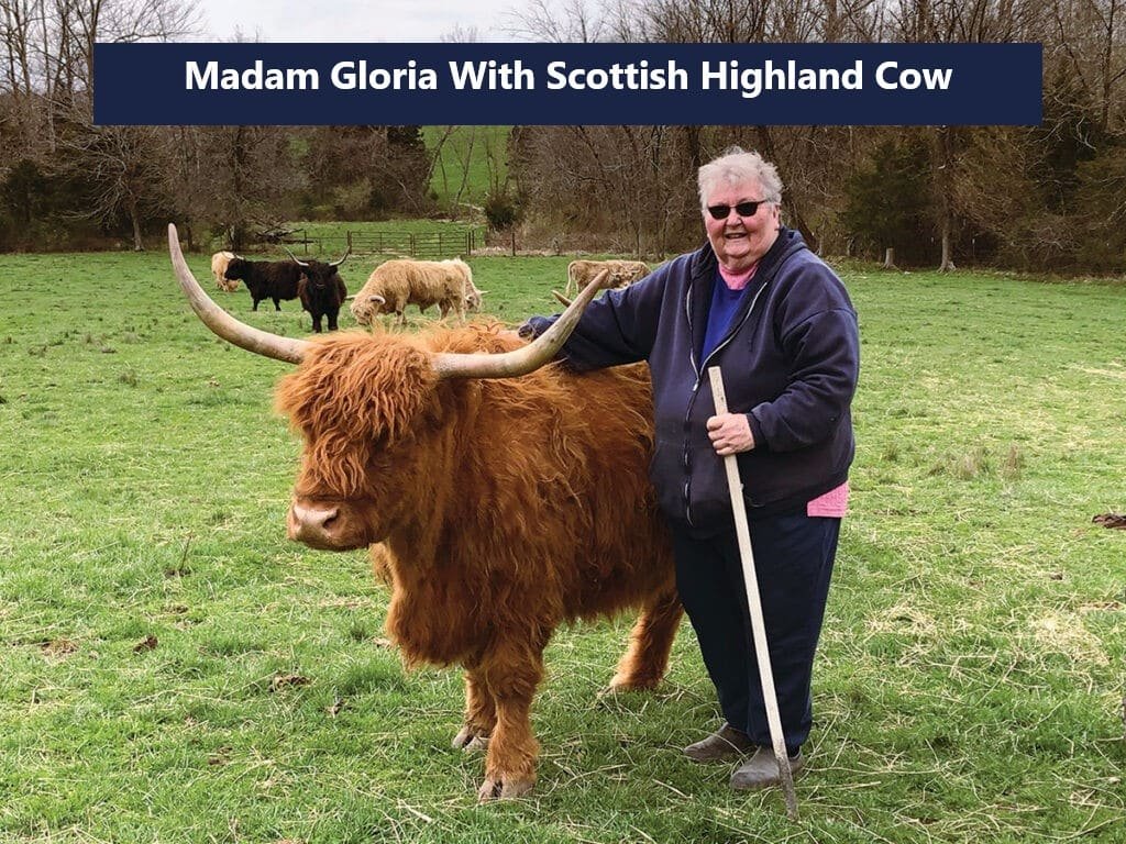 Madam Gloria With Scottish Highland Cow