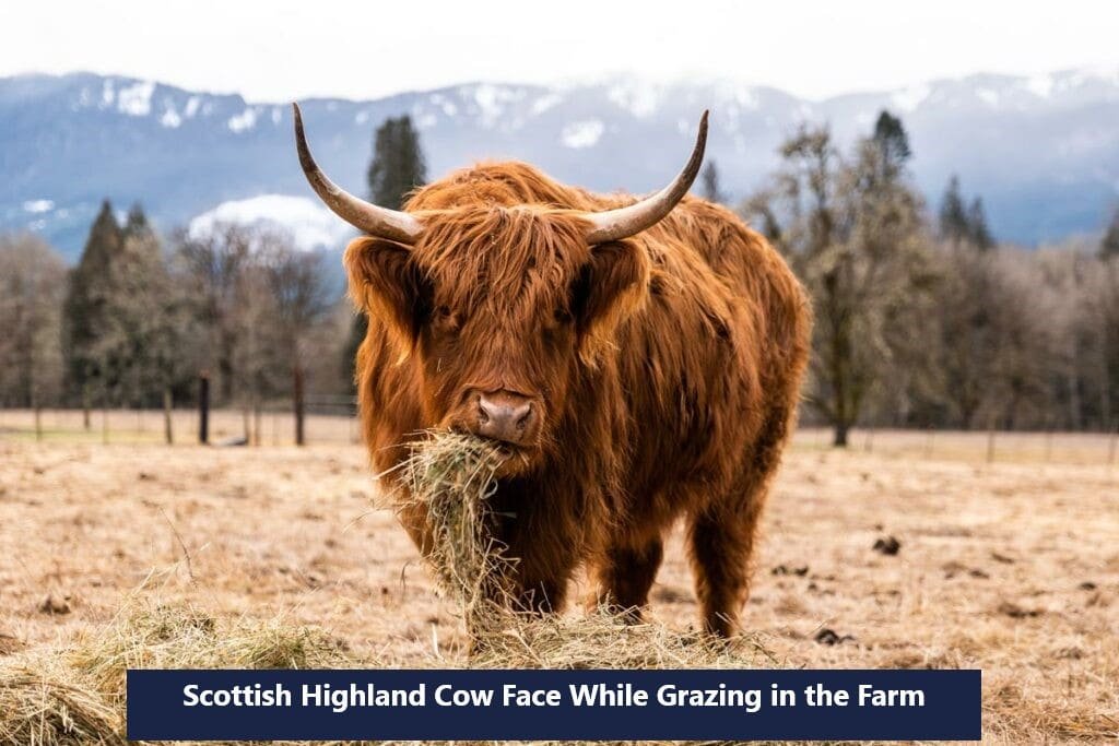 How Much is a Highland Cow? A Comprehensive Guide