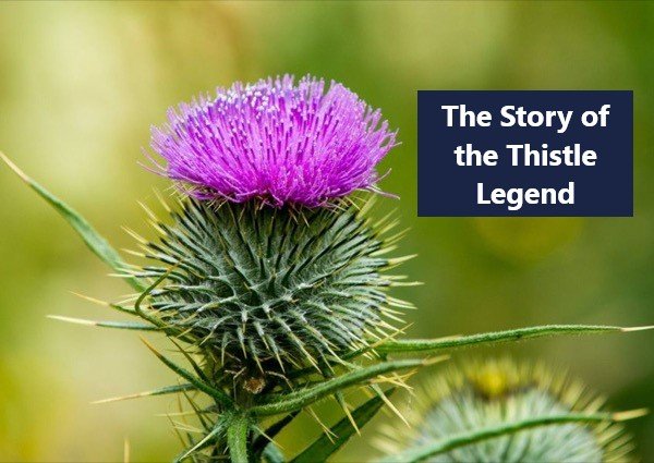 The Story of the Thistle Legend