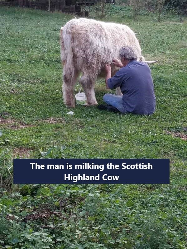The man is milking the Scottish Highland Cow
