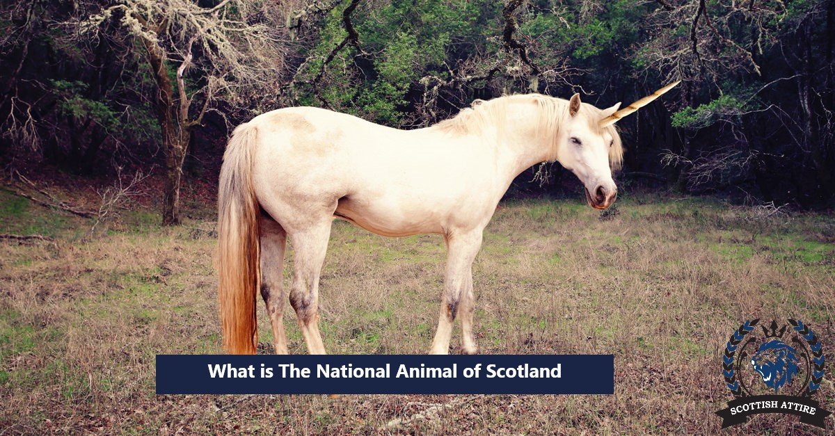 What is The National Animal of Scotland