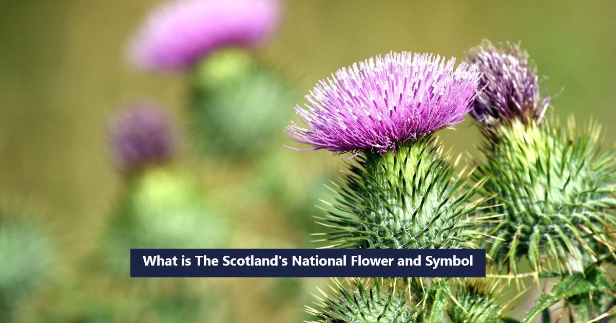 What is The Scotland National Flower and Symbol
