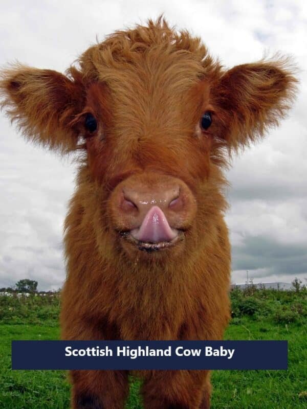 scottish highland cow baby